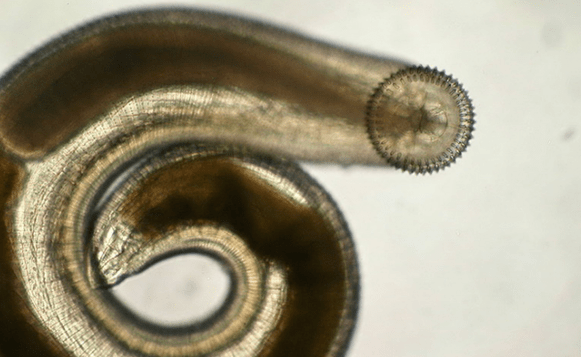 szubkután parazita gnathostoma